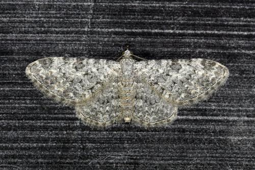 Réf. 185 778 : Eupithecia semigraphata